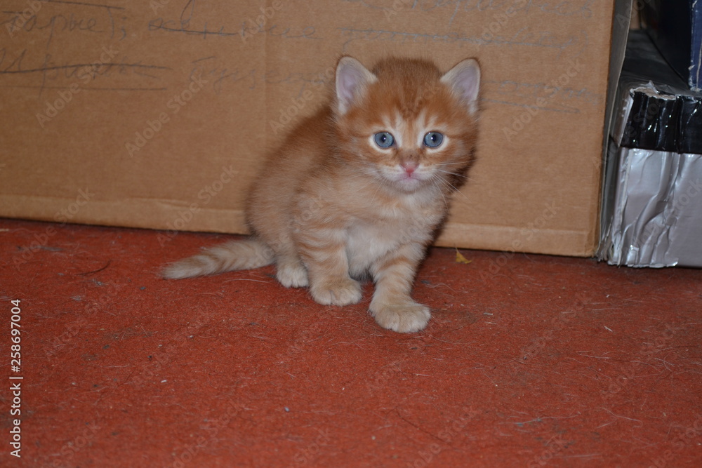 little red striped kitten