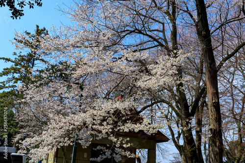 Wallpaper Mural さくら Torontodigital.ca