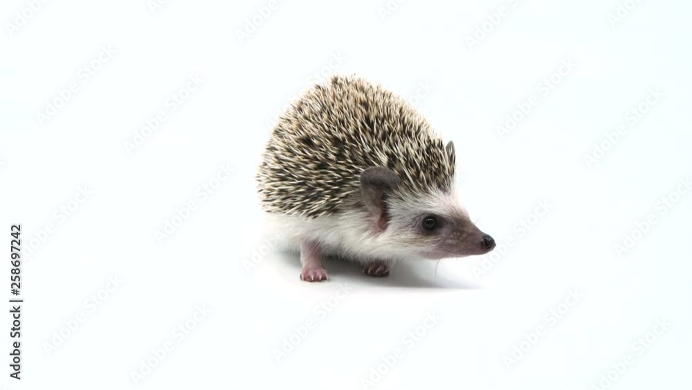 Curious hedgehog looks camera right on a white background Curious hedgehog looks camera right on a white background