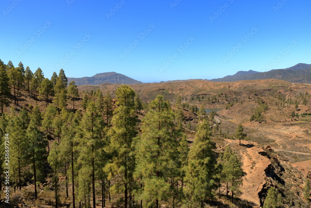 Canary Island pine forest in the interior of the Gran Canaria Island, Spain