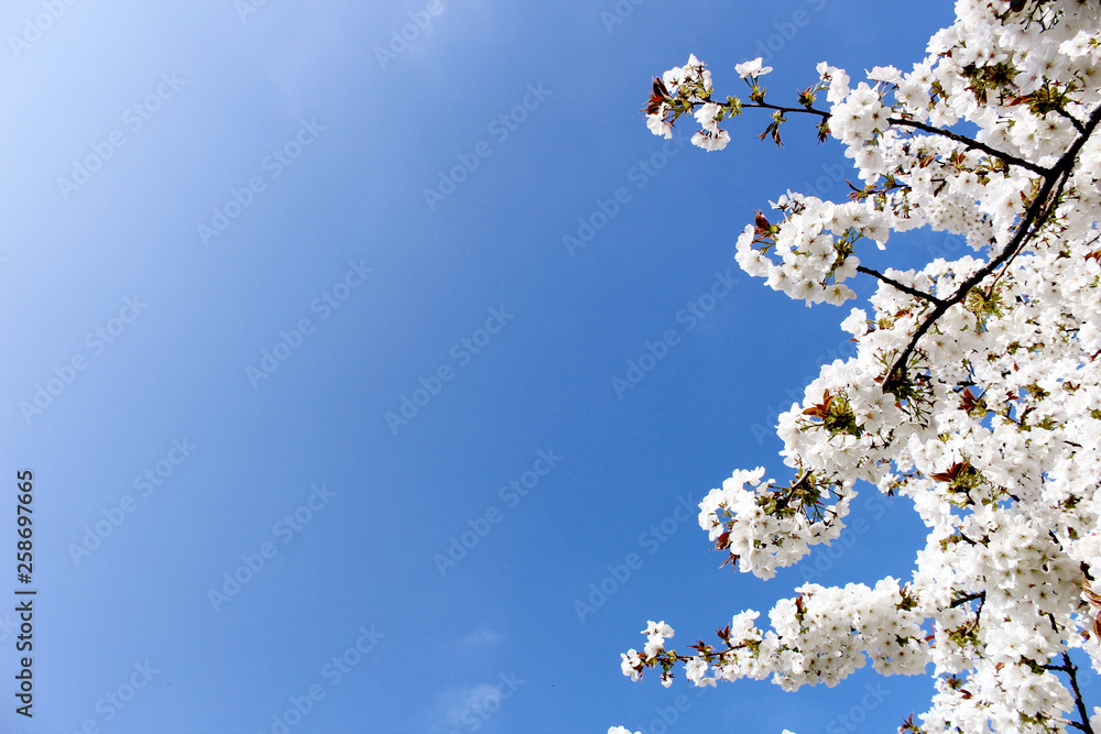 Spring background texture with white flower blossoms against a blue sky Spring background texture with white flower blossoms against a blue sky