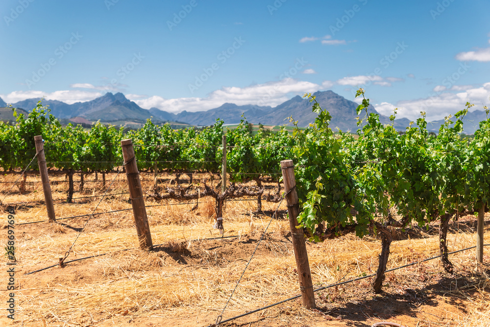 Vineyard and the mountains in Franschhoek town in South Africa