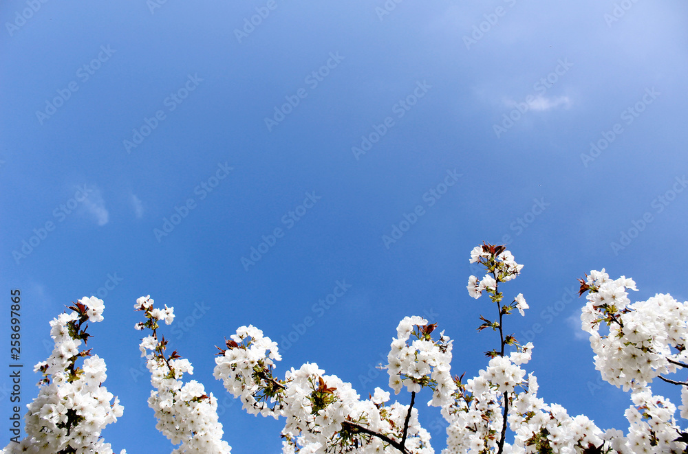 Spring background texture with white flower blossoms against a blue sky Spring background texture with white flower blossoms against a blue sky