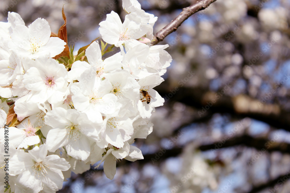 Honeybee collecting nectar from white flower blossoms Honeybee collecting nectar from white flower blossoms