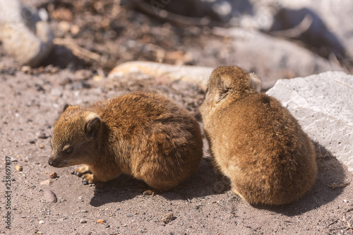 Close up shot of a two baby rock hyraxes or dassies in Betty's Bay, South Africa
