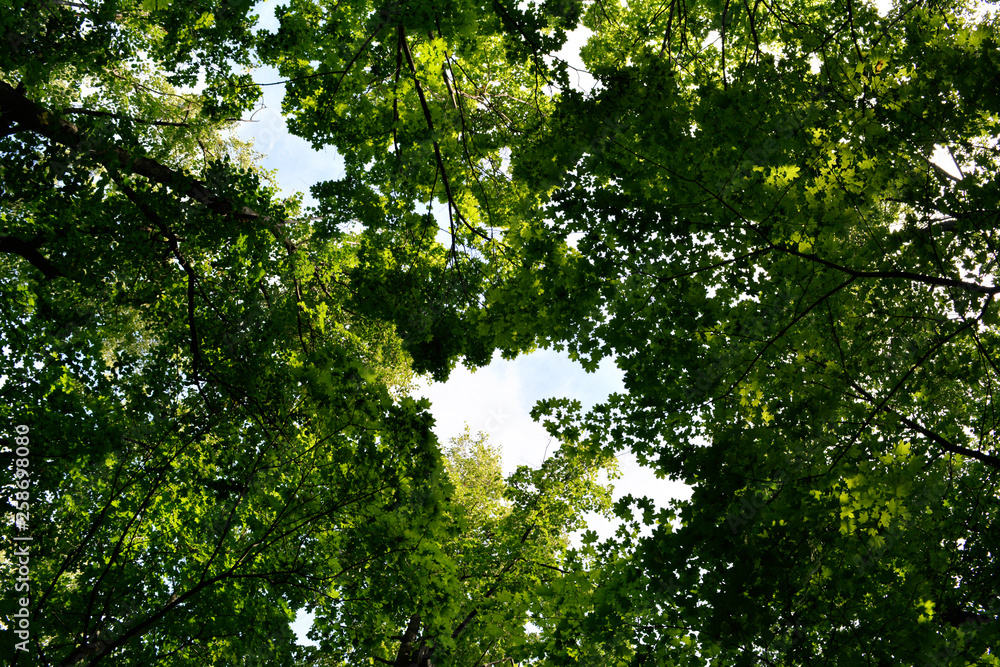 Obraz premium View on maple trees from below. Green forest in summer.