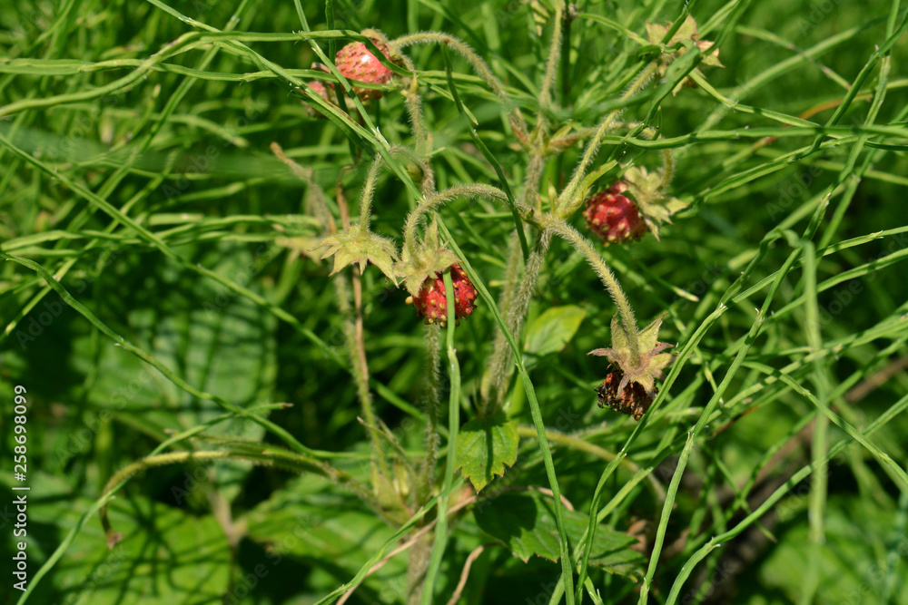 Strawberry berries in green grass. Fragaria viridis. Strawberry berries in green grass. Fragaria viridis.