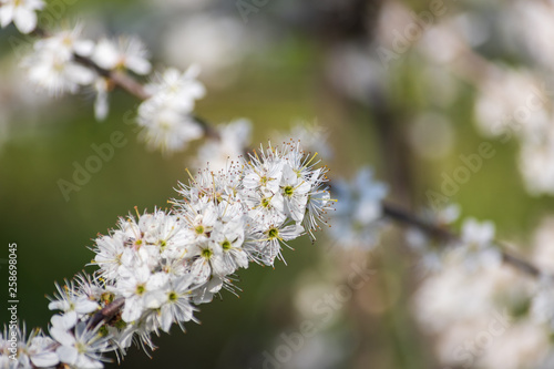 Frühling - Weisse Blüten