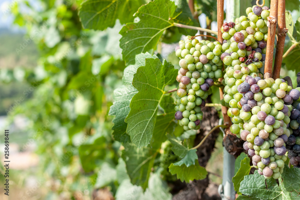 green summer vineyard landscape beautiful nature of Switzerland green summer vineyard landscape beautiful nature of Switzerland
