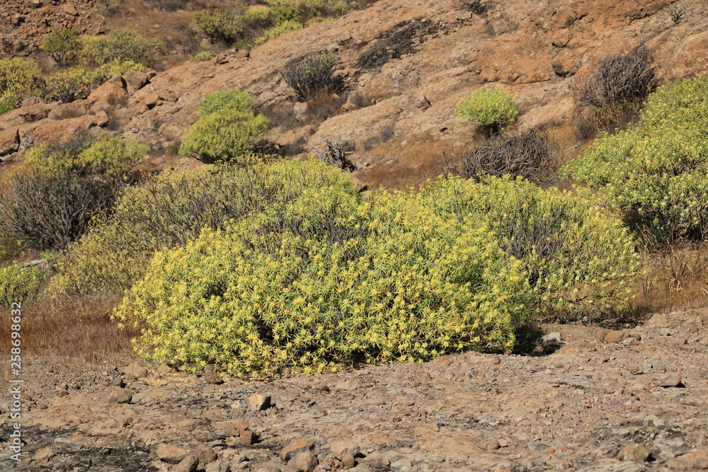 Flora of Gran Canaria, yellow flowers of Adenocarpus foliolosus Flora of Gran Canaria, yellow flowers of Adenocarpus foliolosus