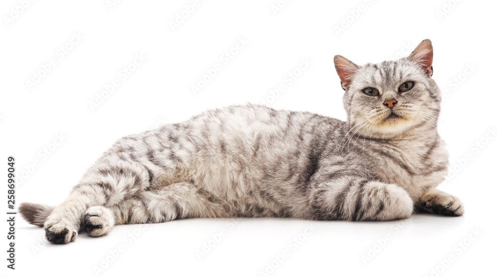 Beautiful cute cat. Beautiful cute cat.