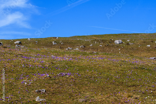 Almnmwiese mit Krokussen und blauen Himmel photo