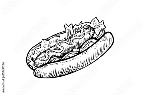 Hand drawn hot dog sketch, draft drawing on white background, vintage etching. Vector food illustration.