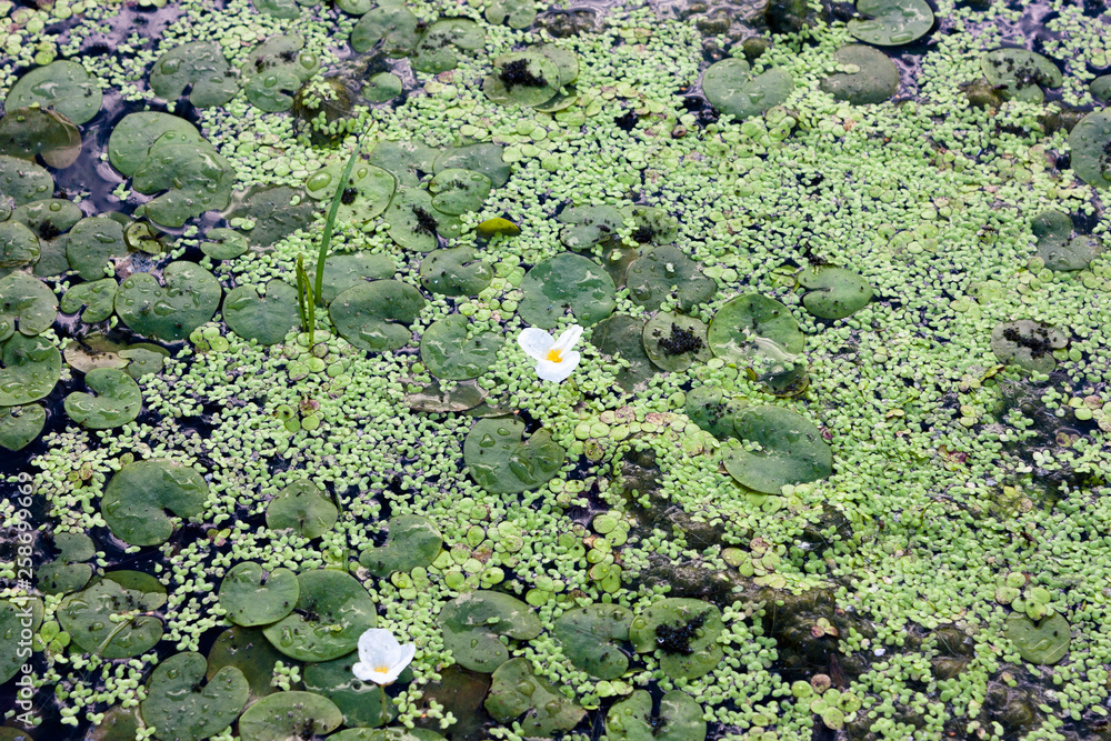Duckweed and water lilies on the water surface. River and marsh vegetation. Duckweed and water lilies on the water surface. River and marsh vegetation.