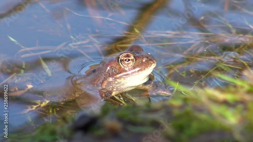 European common brown frog, or European grass frog (Rana temporaria)