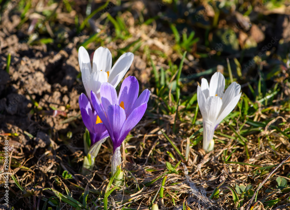 Nahansicht der weissen und lilanen Krokusse auf der Alm in der Sonne Nahansicht der weissen und lilanen Krokusse auf der Alm in der Sonne