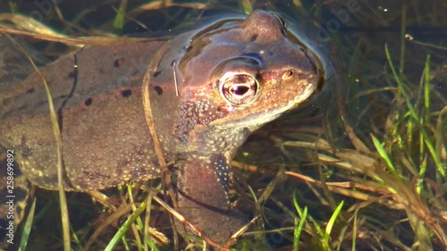 European common brown frog, or European grass frog (Rana temporaria)