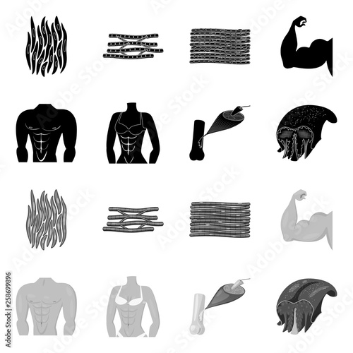 Vector design of fiber and muscular sign. Set of fiber and body  stock vector illustration.