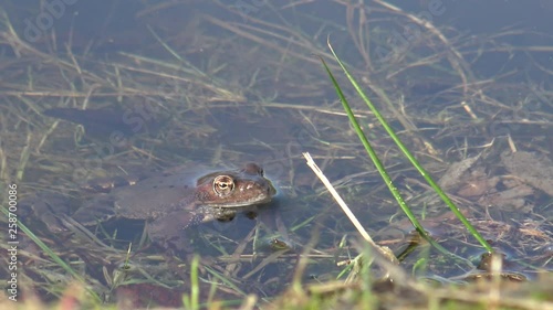 European common brown frog, or European grass frog (Rana temporaria)
