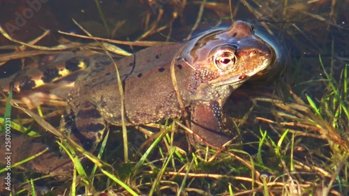 European common brown frog, or European grass frog (Rana temporaria)