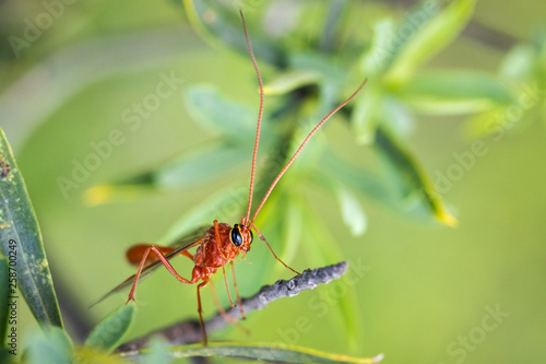 Red wasp photographed in its natural environment.