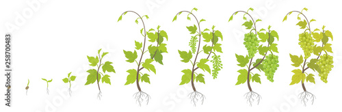 Planting growth stages of grapes plant. Vineyard planting increase phases. Vitis vinifera harvested. Ripening period infographics. The life cycle. Vector illustration.