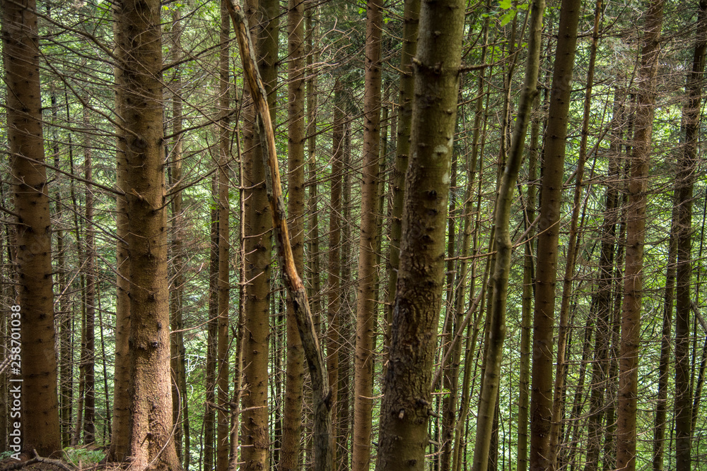 Trees deep in the forest, a look at the trunks. Grass, moss and ferns. Seven Ladders Canyon, Canionul Sapte Scari, Piatra Mare Mountains, Brasov, Romanian Trees deep in the forest, a look at the trunks. Grass, moss and ferns. Seven Ladders Canyon, Canionul Sapte Scari, Piatra Mare Mountains, Brasov, Romanian