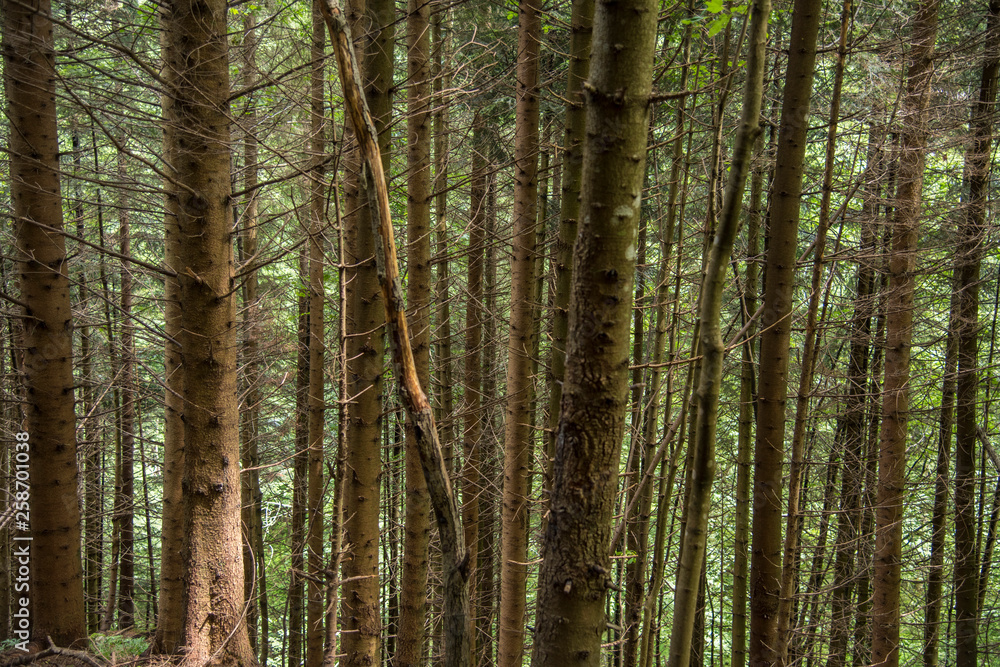 Trees deep in the forest, a look at the trunks. Grass, moss and ferns. Seven Ladders Canyon, Canionul Sapte Scari, Piatra Mare Mountains, Brasov, Romanian