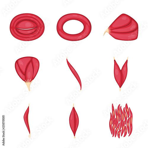 Vector illustration of muscle and cells sign. Collection of muscle and anatomy stock symbol for web.