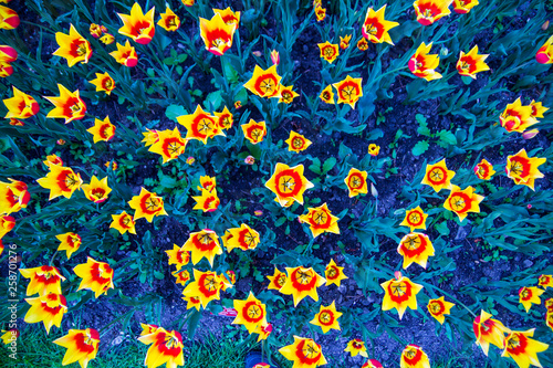 Amazing filtered backgroud image of yellow tulips in a garden 