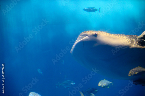 Fish swimming with whale shark, Blue ocean underwater creatures background concept image.  © Magnetu