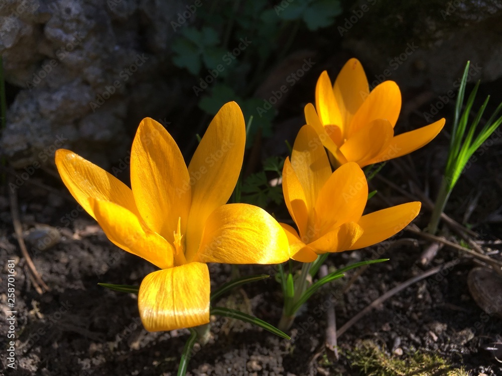 Obraz premium crocus in spring
