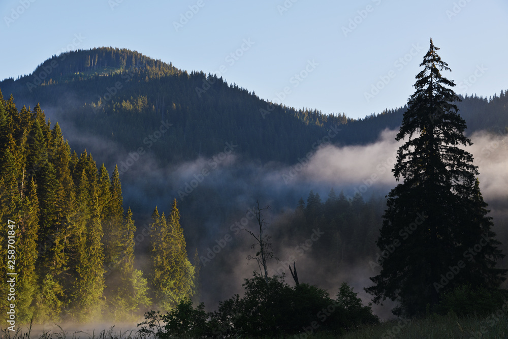 Forested mountains, fog and fir trees (Christmas trees). Lacul Rosu, Harghita County, Carpathians, Romania
