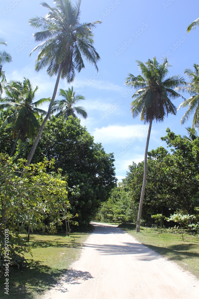 North island seychelles beach Indian Ocean palms North island seychelles beach Indian Ocean palms