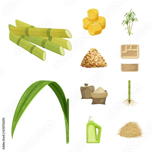 Vector illustration of sugarcane and cane sign. Collection of sugarcane and field vector icon for stock.