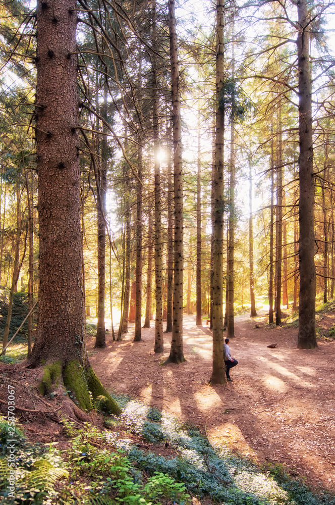 Fototapeta premium Find me in the forest