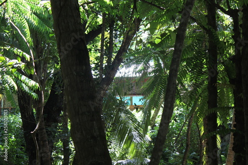 seychelles private island beach palm tree indian ocean