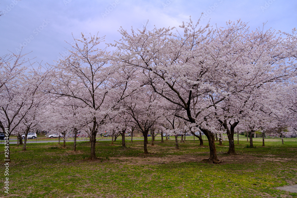 Cherry Blossoms Blooming in Washington DC