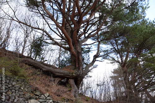 Wallpaper Mural ねじれた根っこの松 Torontodigital.ca