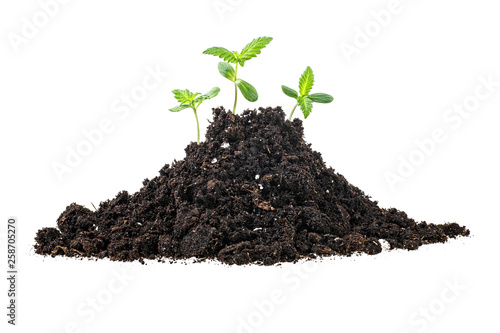 Pile of black garden soil over white background