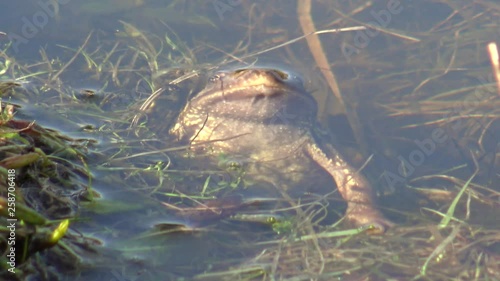 European common frog (Rana temporaria)