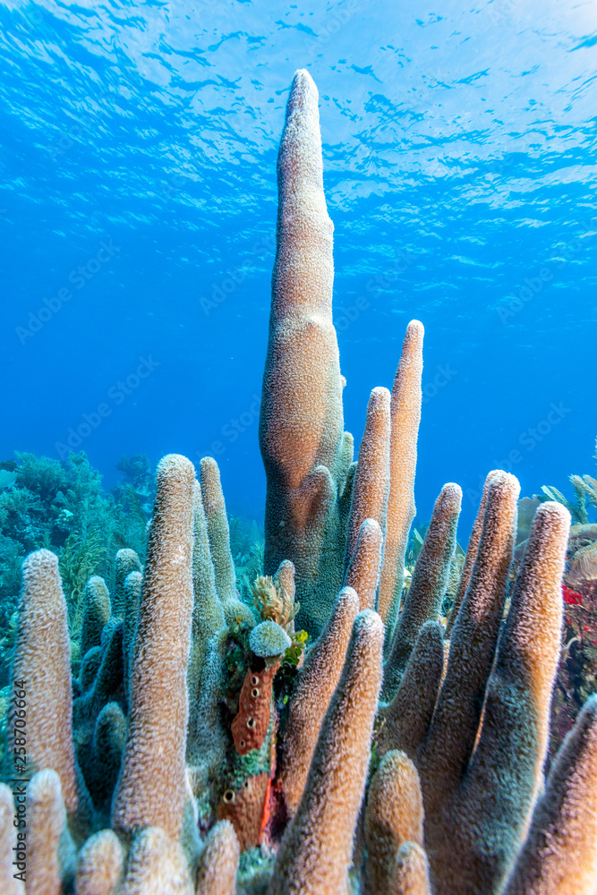 Pillar coral ,Dendrogyra cylindrus,a hard coral,order Scleractinia