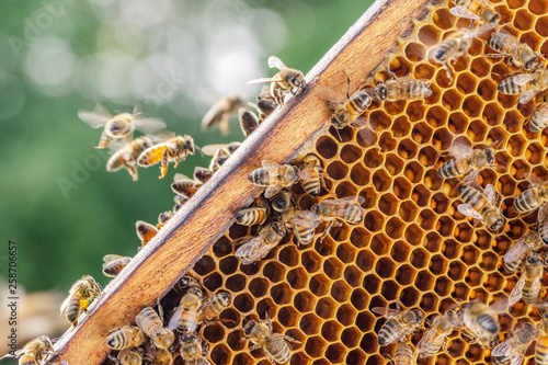 Hardworking bees on honeycomb in apiary Fotobehang