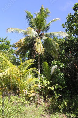 Fototapeta Naklejka Na Ścianę i Meble -  seychelles private island beach palm tree indian ocean