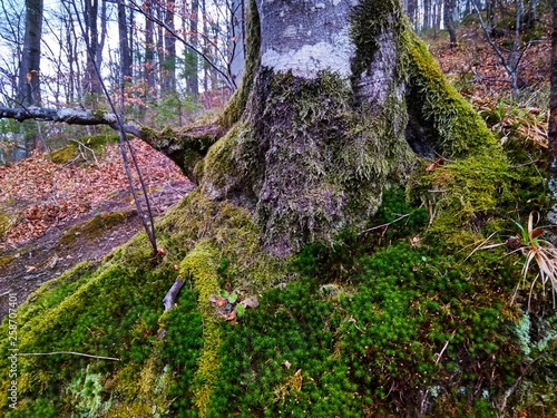 large tree trunk with beautiful green moss