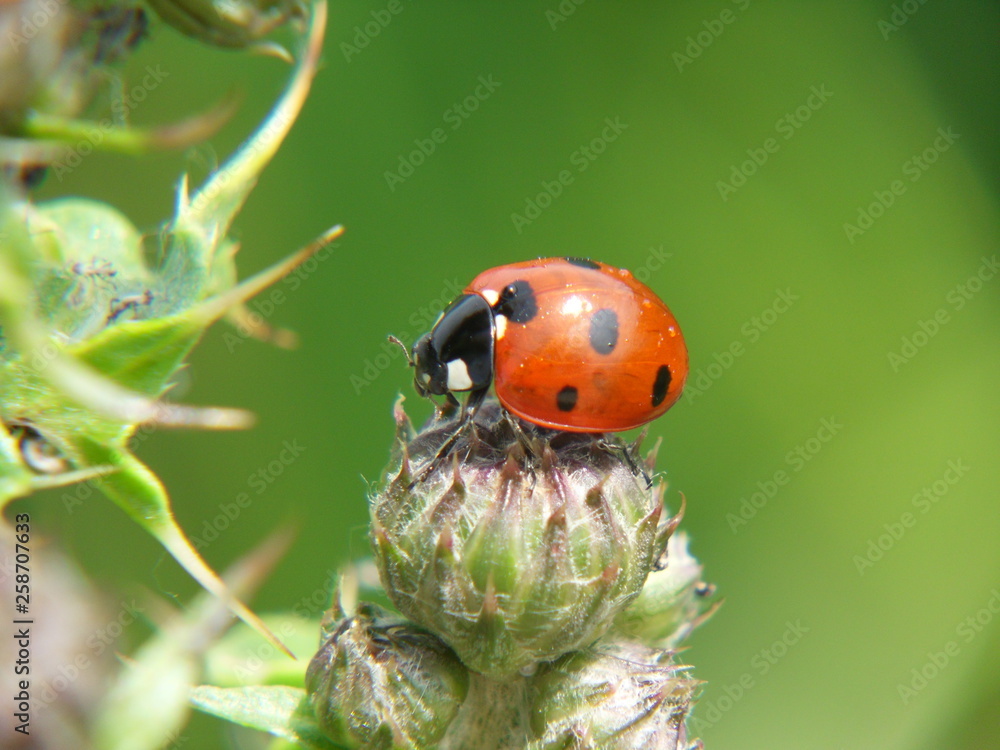 Fototapeta premium SAMSUNG DIGITAL CAMERA