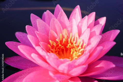 Obraz na plátně pink hardy waterlily flower with yellow pollen