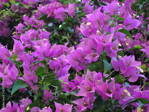 Blooming bougainvillea flowers background. Bougainvillea flowers texture and background. Close-up view Bougainvillea tree with flowers