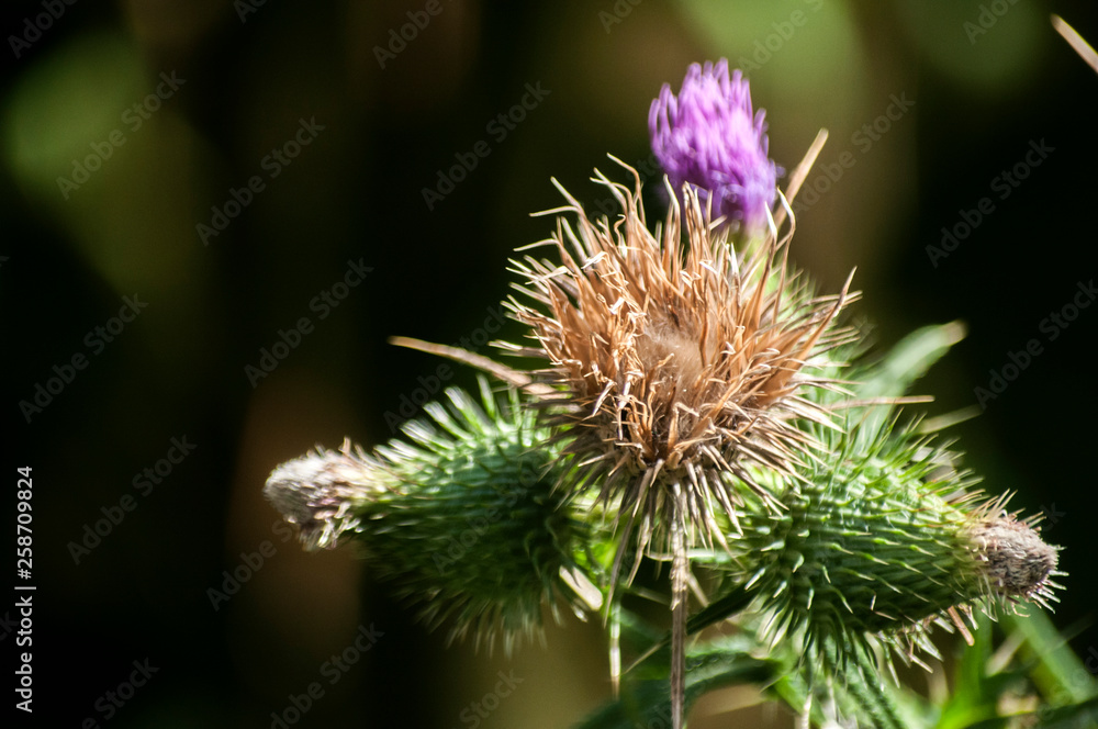 A beautiful color of blooming head donkey thistle closeup as natural floral background A beautiful color of blooming head donkey thistle closeup as natural floral background