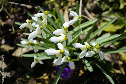 snowdrops from above view